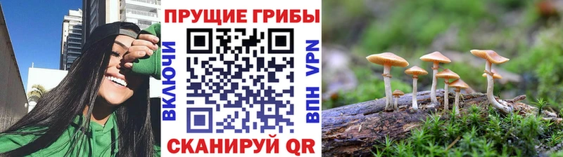где купить наркотик  Урус-Мартан  Галлюциногенные грибы GOLDEN TEACHER 